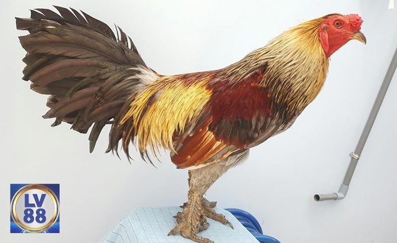 Đá Gà Thomo - Cựa sắt: nhanh và dễ đảo chiều Đá Gà Thomo - Cựa sắt: nhanh và dễ đảo chiều