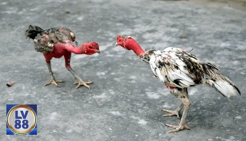Đá Gà LV88 - Khái niệm đá gà trực tuyến