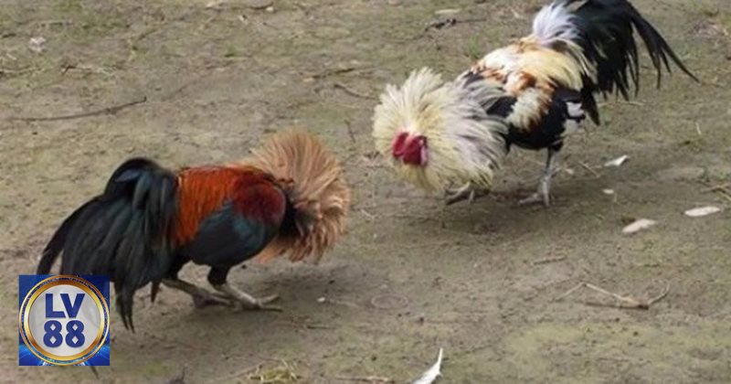 Luật Đá Gà - Điều kiện chiến kê trước khi vào sới