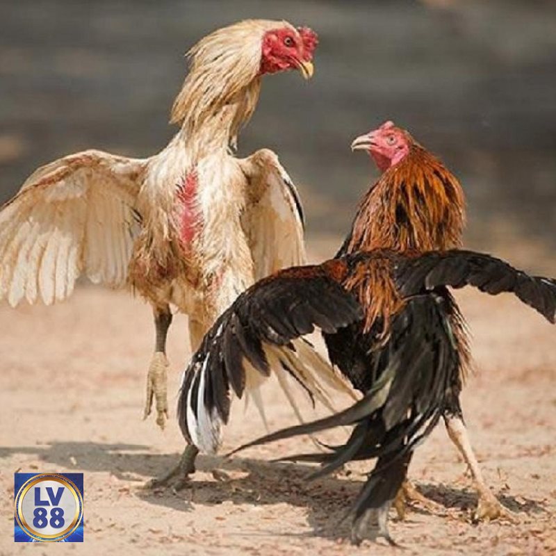 Đá Gà Thomo - Khái niệm dành cho người mới Đá Gà Thomo - Khái niệm dành cho người mới